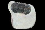 Trilobite (Paralejurus spatuliformis?) Fossil - Morocco #134381-1